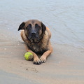 honden foto 