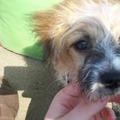 honden foto 