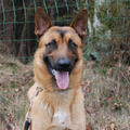 honden foto Dayco is in opleiding bij de Belgium Rescue Dogs. Je kan hem helpen. Hoe? Stel je als slachtoffer kandidaat en je kan een training meemaken met de nodige uitleg. Nadien kan je je dan eens verstoppen zodat Dayco je kan komen zoeken. Zo leert hij ook op andere menselijke geuren te zoeken.