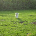 honden foto CHICKAAAAAAAAAAAAAAAAA