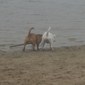 honden foto Bij het strand 