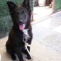 honden foto sunnyyy!