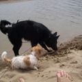 honden foto voor het eerst zijn ze naar het strand gegaan!