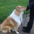 honden foto ff beloning.