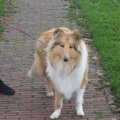 honden foto Cody 7 maanden.