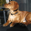 honden foto Django is onze kruising teckel

Hij voelt zich echt geweldig, 