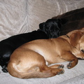 honden foto Het zijn echt maatjes