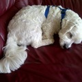 honden foto 