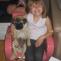 honden foto 