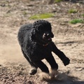 honden foto 