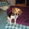 honden foto kwinty een beagle teef van andere half jaar