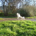honden foto 