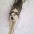 honden foto Nala rekt zich uit in de sneeuw