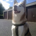 honden foto Wolf in positie