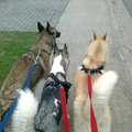 honden foto Aslan hand van de buren =nala en Wolf op wandel
