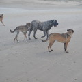 honden foto Denzel, Rover, Junto en Kaya
