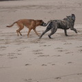 honden foto Dikke maatjes 