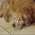 honden foto Djoery met zijn rode ook ,toen ze met een sok speelde en deze in zijn oog schoot doordat Raïsa los liet.