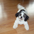 honden foto  Jos is mijn Maltheser/Shih Thu
Nu 6 Maanden , Heel lief, maar wanneer bezoek komt, is hij door het Dolle heen, springt tegen ze op en weet niet van ophouden,klimt tot in hun nek, en likt je overal en luisterd op dat moment absoluut niet !!! Hoe kan dit ,lastige Gedrag van hem hem afleren ????? 