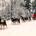 honden foto 