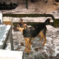 honden foto dit zij mijn 2 honden !



gizmo & joy 

de licht bruine hond is gizmo 
en de donkere is joy