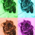 honden foto 