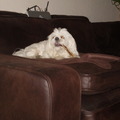 honden foto JAMMIE JAMMIE KLUIVENNNNNNNN