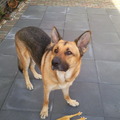 honden foto 
