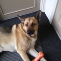 honden foto 