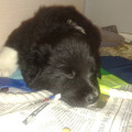 honden foto wat een schattig snoetje