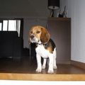 honden foto 
