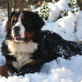 honden foto Bruno is onze oudste Berner (ruim 2 jaar) en is de baas van de roedel. Bruno is onze kanjer !