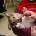 honden foto Waaaa, rustig!! Ik kan het anders niet vasthouden :-)