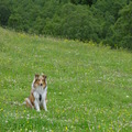 honden foto Op reis in de bergen :-p