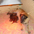 honden foto Dicha met haar pups
Geboren op 27/11/2011
4 teefjes en 1 reu