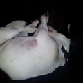 honden foto 