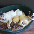 honden foto 