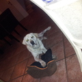 honden foto 