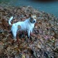 honden foto 