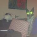 honden foto uhm... 23 december 2011.... Tess is bezeten :-( ;-)
