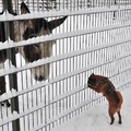 honden foto Wat ben jij voor hond?