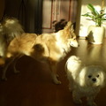 honden foto CHICKA EN FLEUR

25 DEC 2011