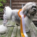honden foto Kai met zijn lintje dat hij op show in Lommel gekregen heeft.