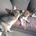 honden foto n
