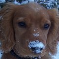 honden foto 