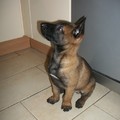 honden foto Dit is de reu, dat rustig zit te wachten tot het eten klaar is. 