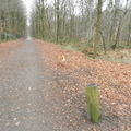 honden foto Kenai in Tillegembos :)
