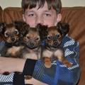 honden foto Russkiy Toy-te koop 2 teefjes en 1 reutje
