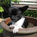 honden foto Max in de bloempot.