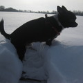 honden foto Max baggert door de sneeuw.